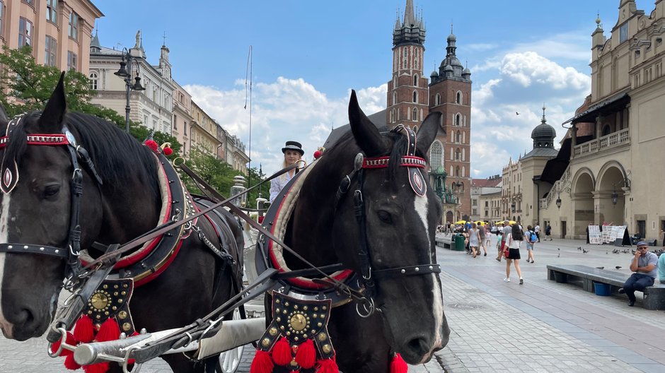 Jak traktowane są konie krakowskich dorożkarzy?