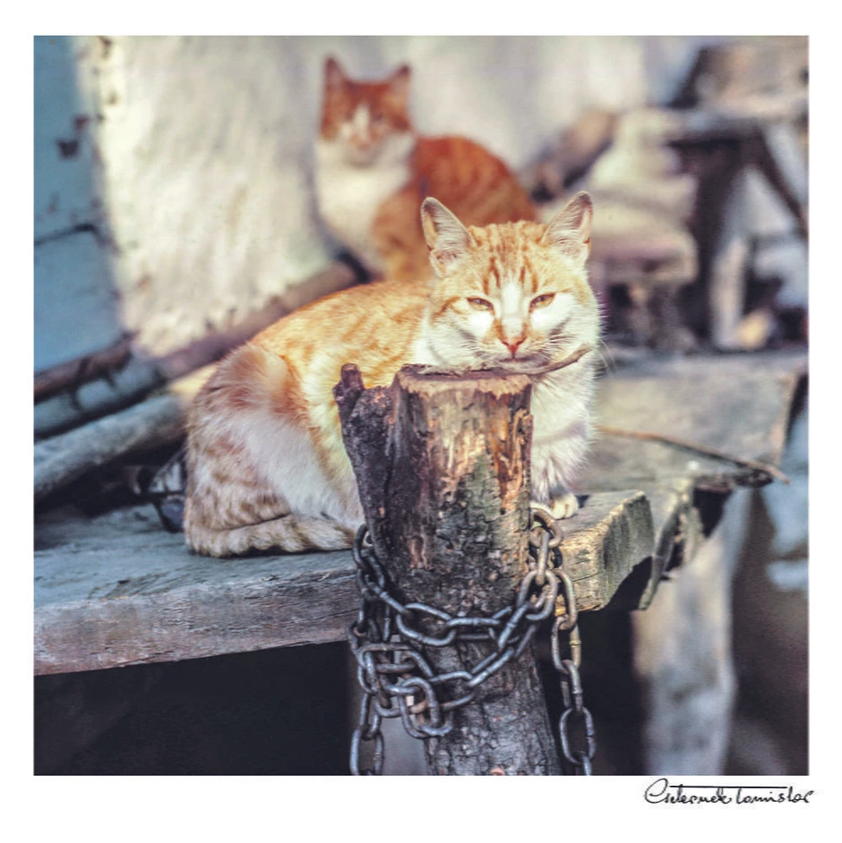 Čekajući povratak ribara. Sava 1976.