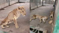 Sokkoló képeken mutatjuk az éheztetett, beteg oroszlánokat egy szudáni vadasparkból