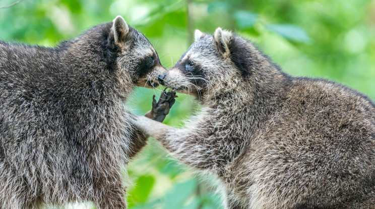 A nyíregyházi állatpark két mosómedvéje mintha csak
bokszmérkőzést
vívna /Fotó: Nyíregyhzi Állatpark