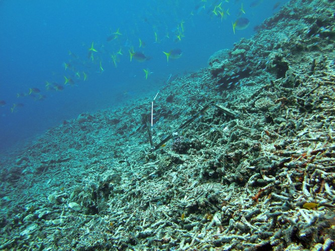 Piękna rafa koralowa w Australii