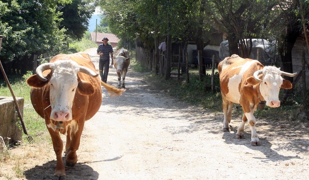 bolesti zivotinja krave Banjaluka