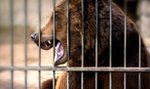 Koszmar w zoo. 3-letnia dziewczynka nie ma rączki!