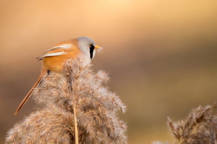 Wąsatka (Panurus biarmicus)