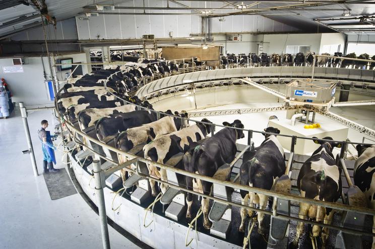 2000 tehén teje kerül a boltokba a gazdaságból / Fotó: Claessens-group