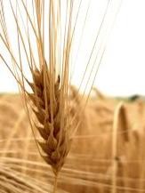 corn-4-d0000004B083c53686196
