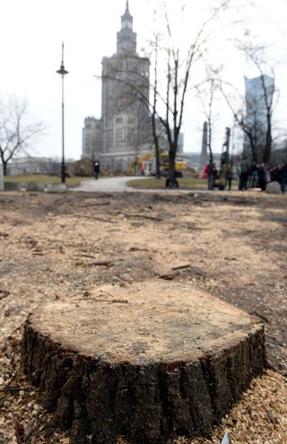 Warszawa: Trzaskowski wstrzymuje do piątku wycinkę drzew nad Wisłą