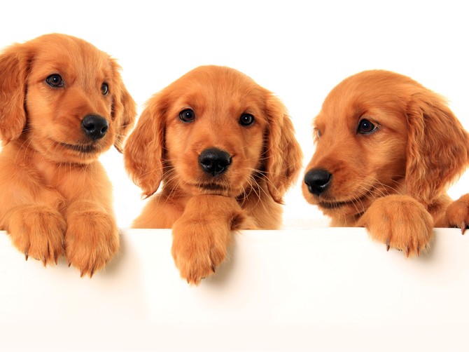 46177_shutterstock-140298793