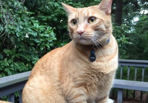 Lansiranje mačke u svemir