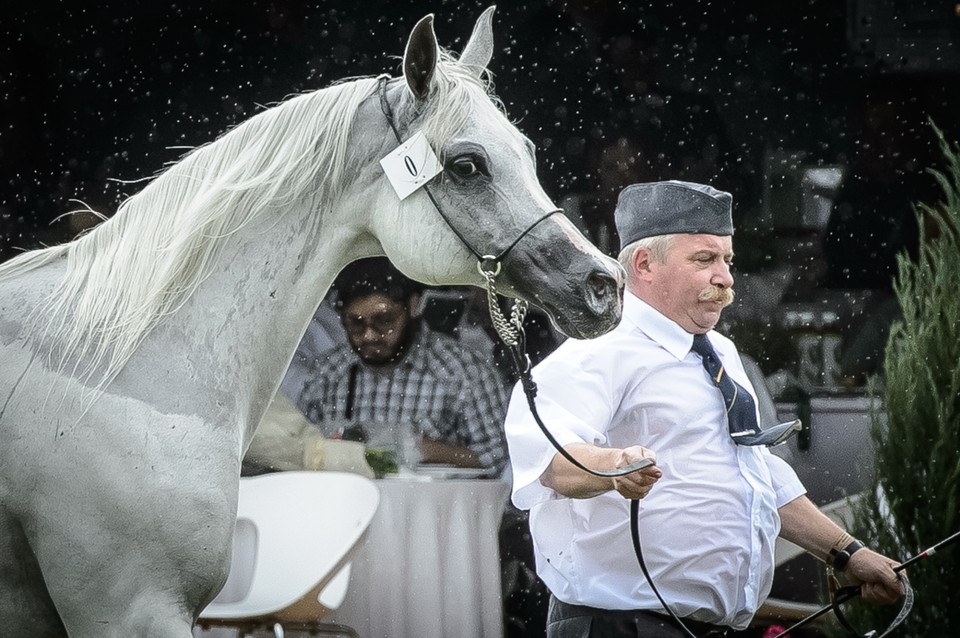 Klacz Emira prezentowana na pokazie koni z oferty Pride of Poland i Letniej Aukcji Koni Arabskich