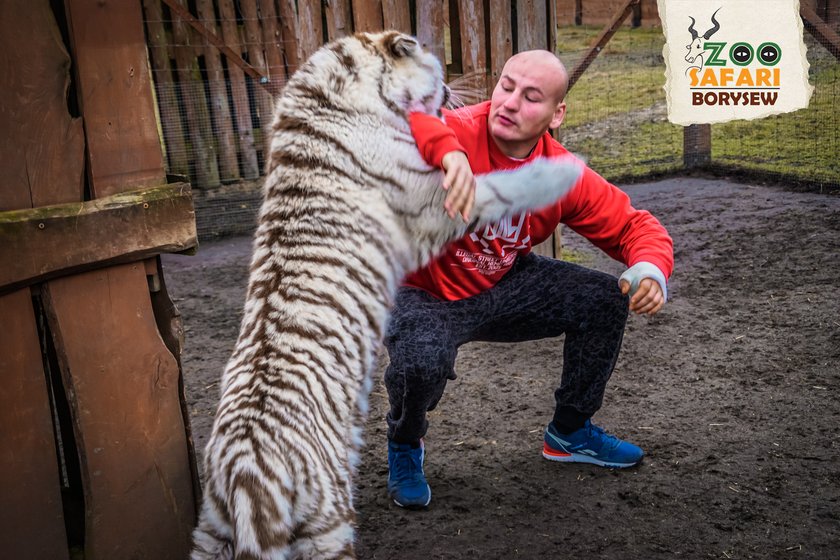 Artur Szpilka i Andrzej Wawrzyk bawili się z tygrysami