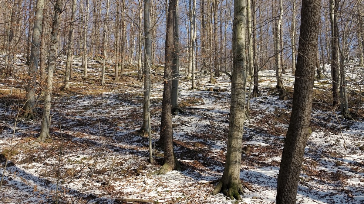 Lovac pronašao ljudski skelet u šumi Recka, identitet i uzrok smrti ...