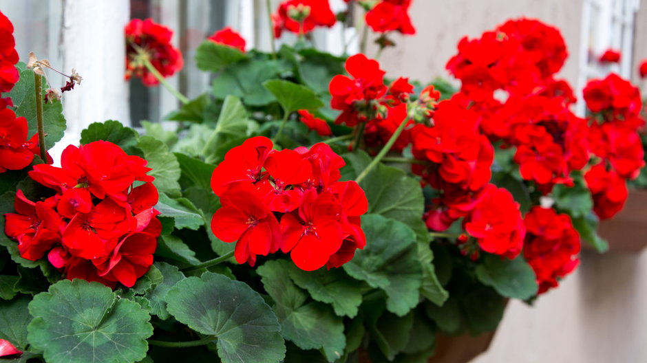 Pelargonie można wyhodować z nasion - ann_minsk/stock.adobe.com