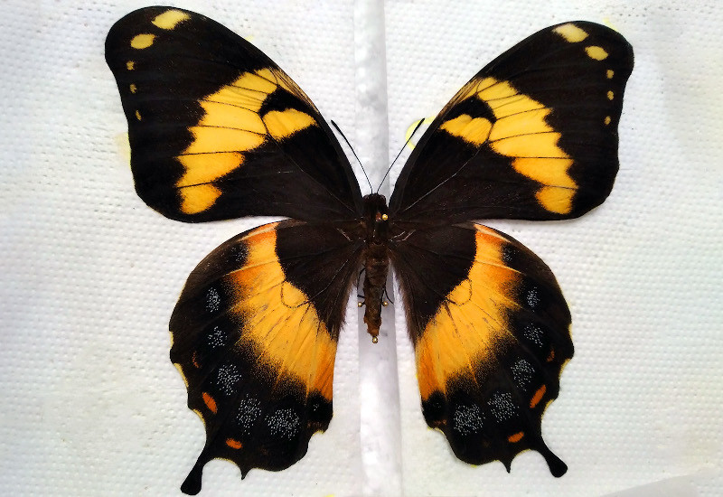 Motyl paź jamajski znaleziony w paczce z Kazachstanu