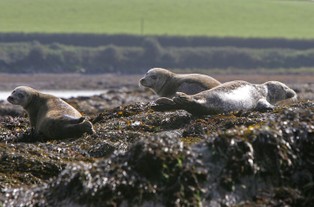 Unia wprowadza zakaz importu produktów z fok