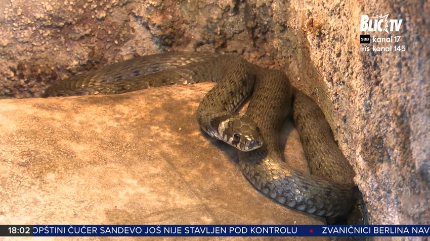 Zmije u Beogradu
