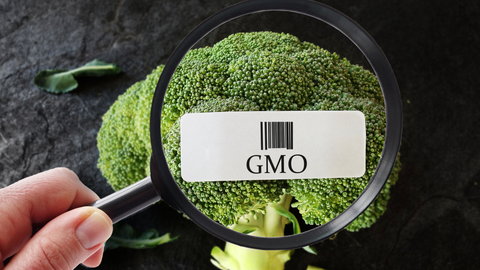 GMO – nowy problem w alergologii? - Strefa Alergii