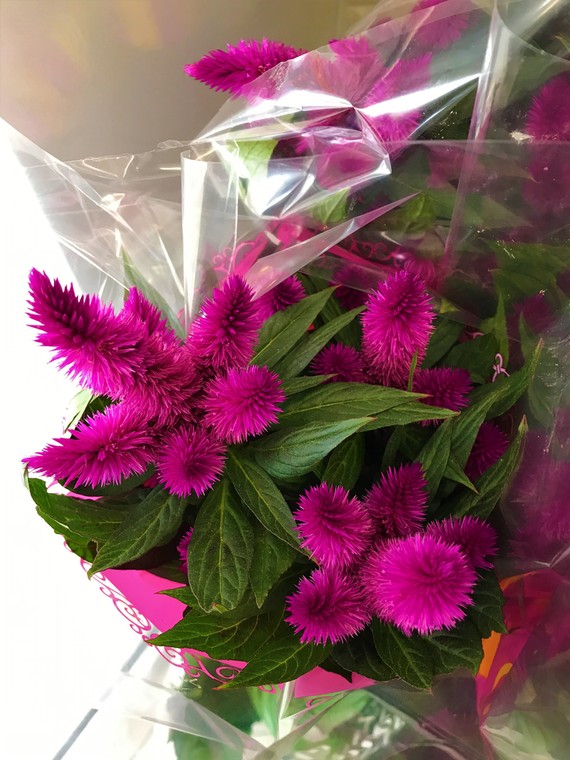 Pink,Celosia,Celiac,Crested,Cellos,Feather,Group,Cristata,Celozja,Grzebieniasta