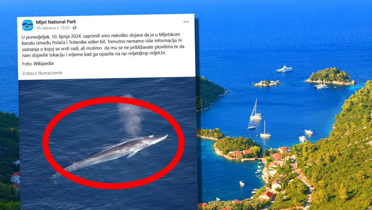 Wieloryb zauważony w Chorwacji: „Nie zbliżajcie się do niego statkami..."