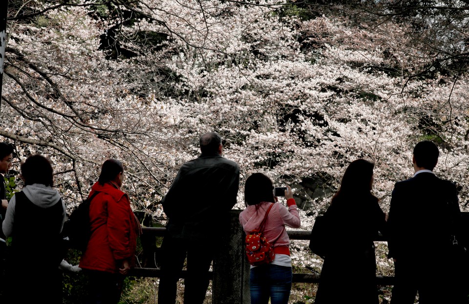 epa06622912 - JAPAN CHERRY BLOSSOMS BLOOM (Cherry blossoms bloom in Tokyo)