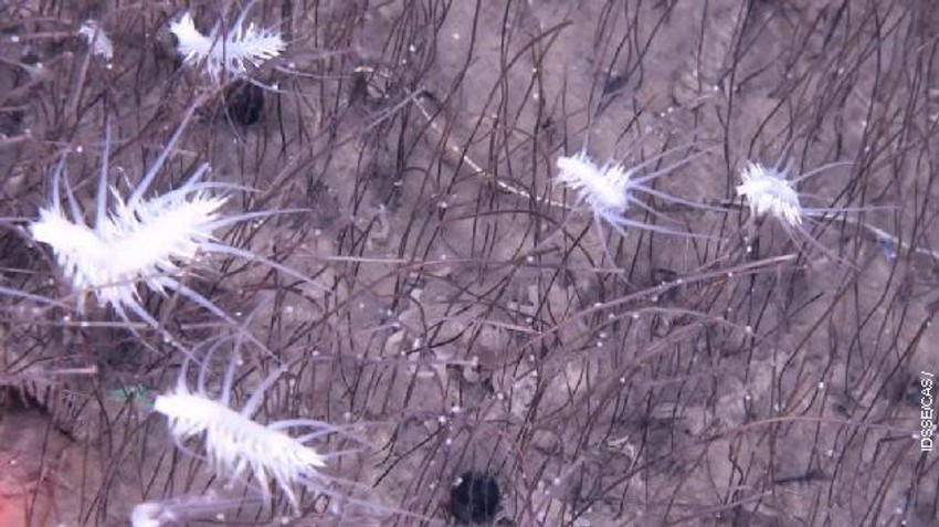 Šta je sve snimljeno na dnu okeana