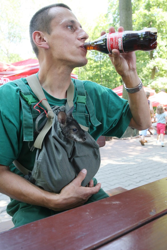 KRAKÓW MAŁY KANGUR PRACOWNIK ZOO