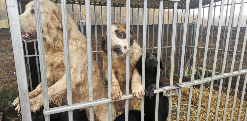 Koszmar zwierząt w pseudohodowli w Rybakach na Pomorzu. Właściciel nic sobie nie robi z wyroku