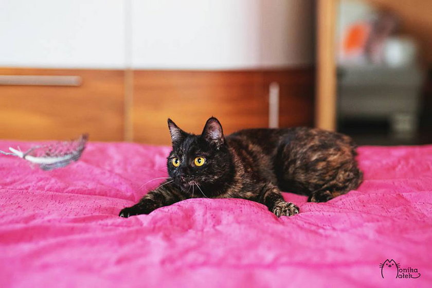 Polka fotografuje okaleczone koty i podbija internet