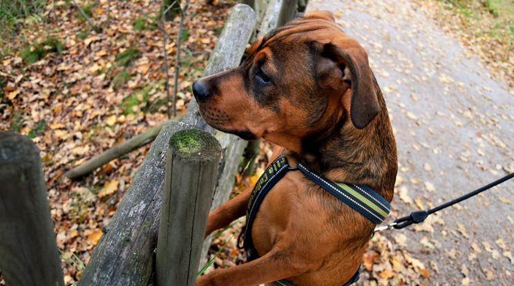 A nő egy hat-hét éves staffordshire terrier keverék kutyát tartott egy Nógrád megyei településen./illusztráció: pexels