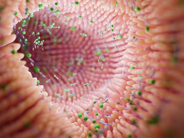 bélflóra, mikroflóra, fertőzések, baktériumtörzsek, probiotikum,  antibiotikum