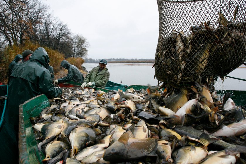 Karp to tradycyjna wigilijna ryba