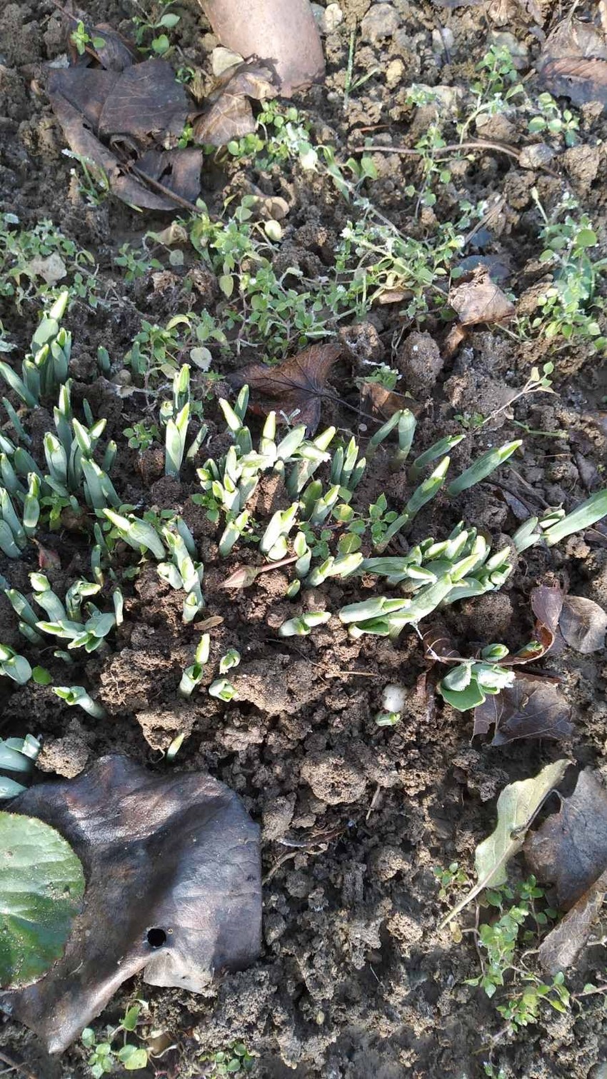 Visibabe procvetale u Leštanima