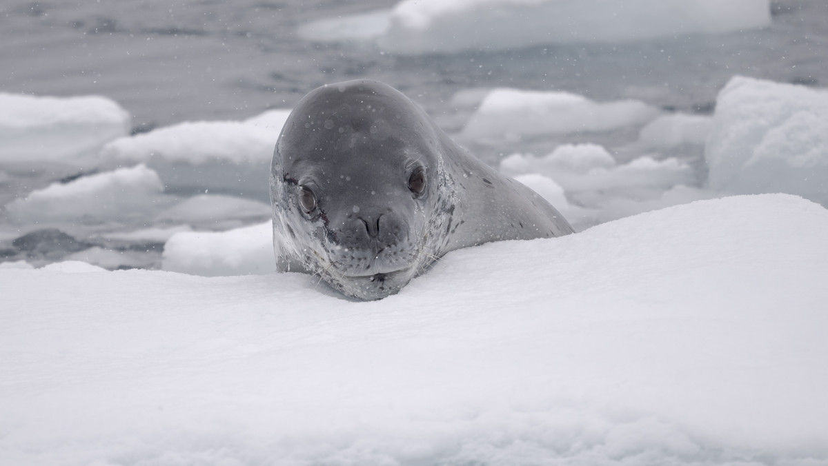 Badacze przyjrzeli się dokładnie Antarktydzie. Mają alarmujące wnioski 