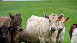 tania wołowina z australii zaleje ue. minister krajewski interweniuje