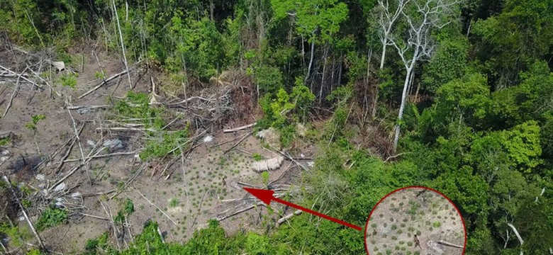 Nieznane plemię odkryte przez drony. Amazonia skrywa jeszcze mnóstwo plemion nie znających cywilizacji