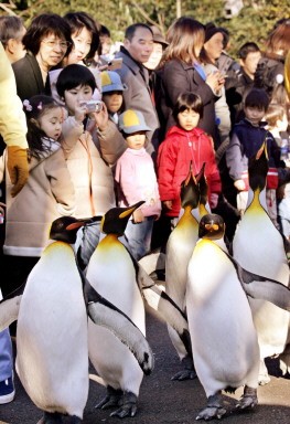 JAPAN-ANIMAL-PENGUIN