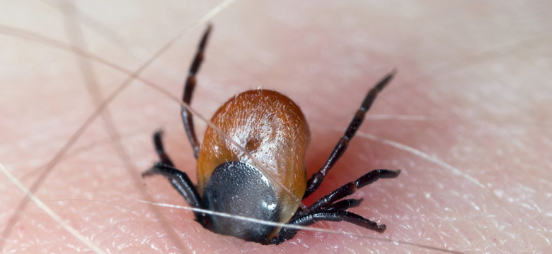 Czy zachorowania na boreliozę są wynikiem użycia broni biologicznej?