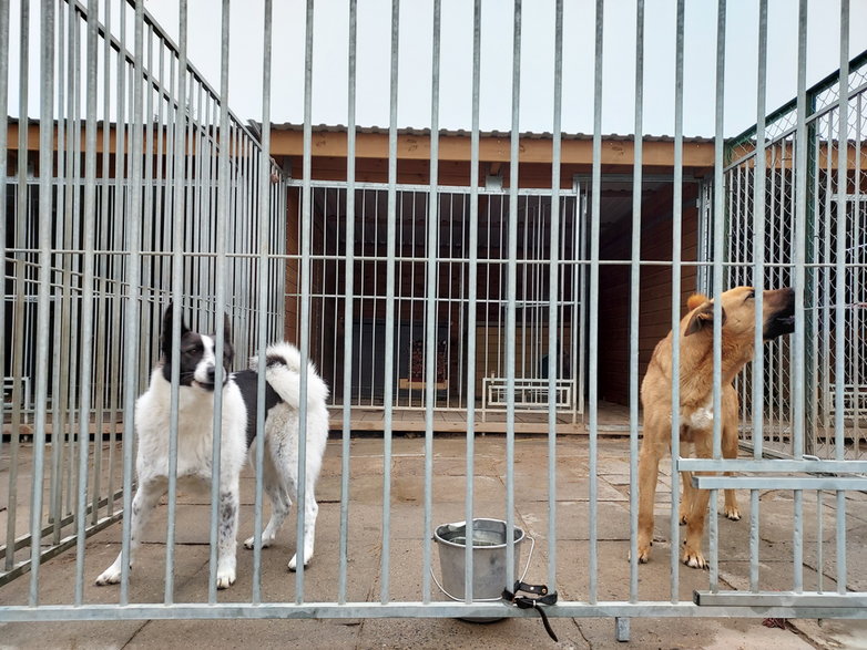 Psy w białostockim Schronisku dla Zwierząt