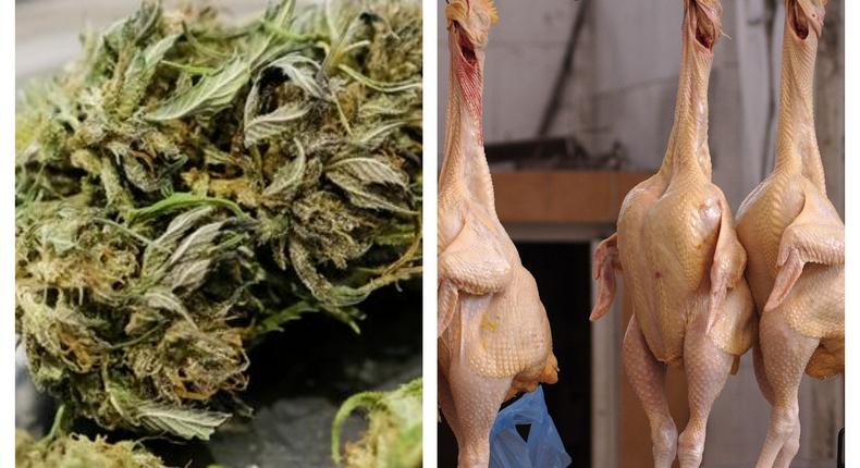 Cannabis has a positive effect on chickens [Wikipedia/dw]