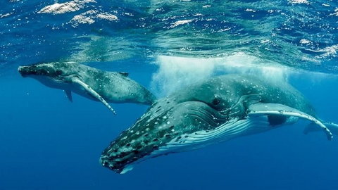 Czym jest zanieczyszczenie hałasem i jak wpływa na wieloryby? Wyjaśniamy