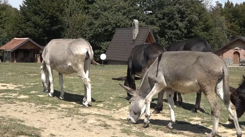 Preko noći su se sastali u štali simbolično nazvanoj „Arka“, po Nojevoj barci
