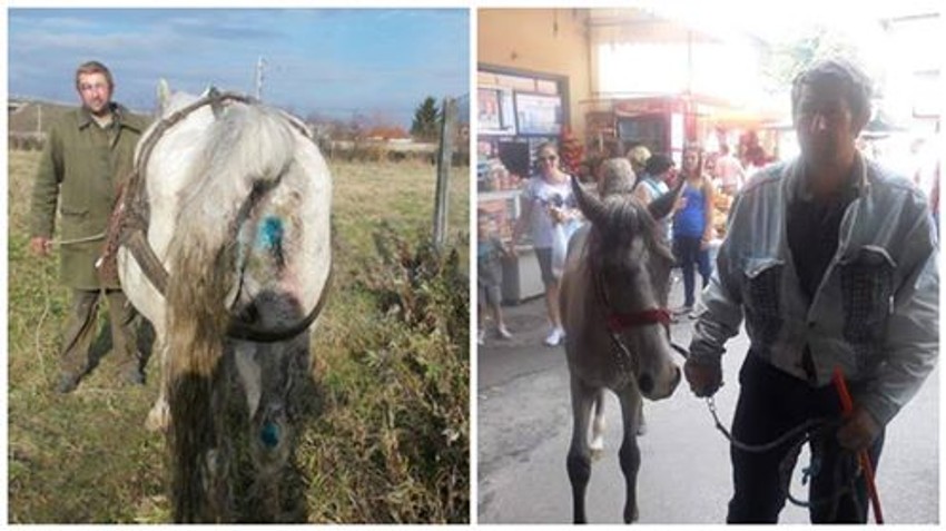 Zlostavljanje konja prošle i ove godine, isti covek 