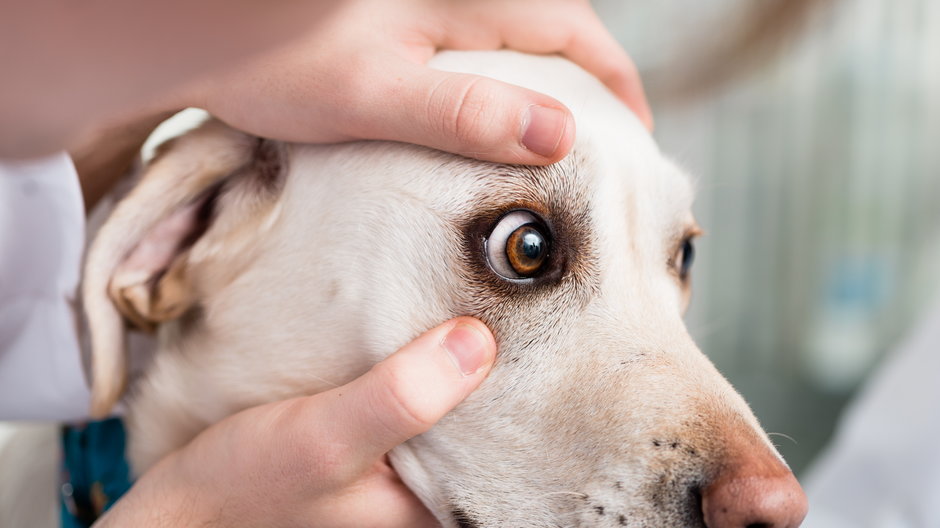 Jak rozpoznać choroby oczu u psa? - Kzenon/stock.adobe.com