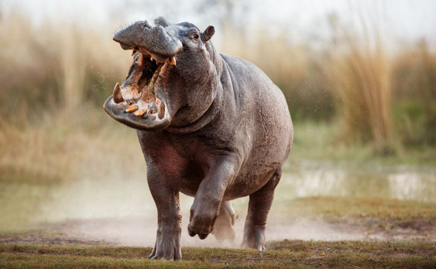 170 hipopotamów żyjących na wolności zagraża środowisku naturalnemu w Kolumbii