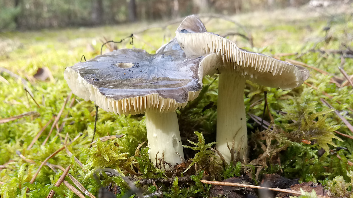 Gąska niekształtna to rarytas do zbierania w lesie jesienią i zimą