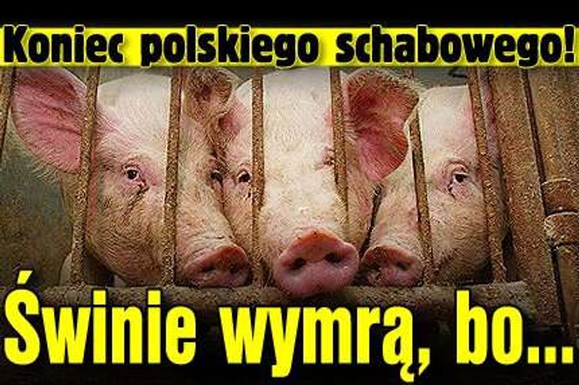 Koniec polskiego schabowego! Świnie wymrą, bo...