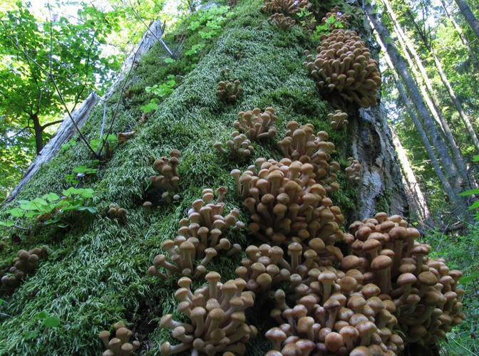 Uroki Puszczy Białowieskiej © www.tydecydujesz.org Fot. Janusz Korbel