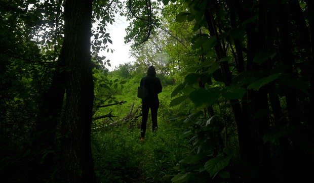 Šuma  - ilustracija