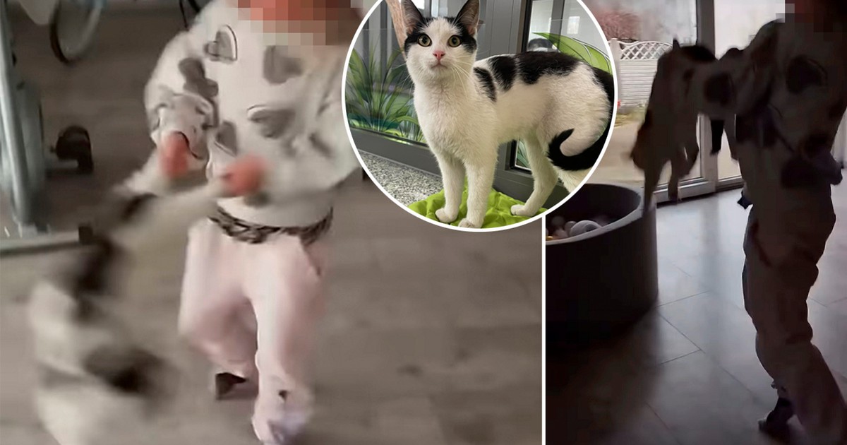 Matka skazana za znęcanie się nad kotem