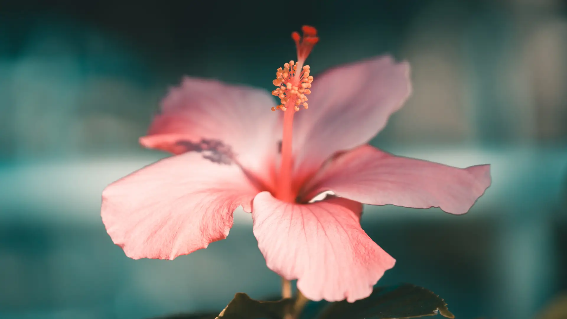 Bagienna piękność, czyli hibiskus bylinowy. Co warto wiedzieć o tej niezwykłej roślinie?